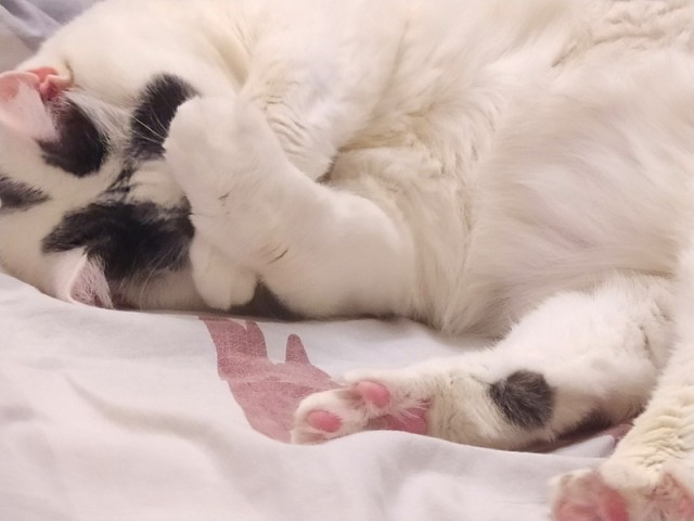 Даёшь котов в этот вторник!
