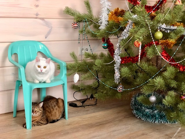 Котодракула