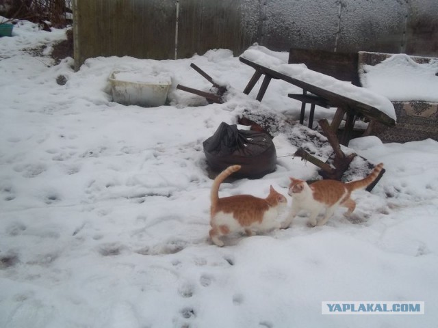 Жизнь домашнего приюта для котеек 432