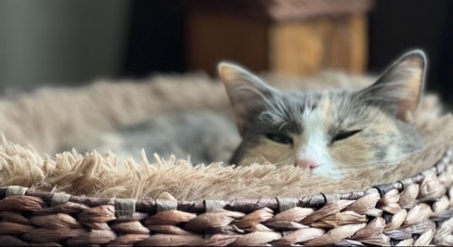 Уважение коту! Сразу видно, что без дела не сидит
