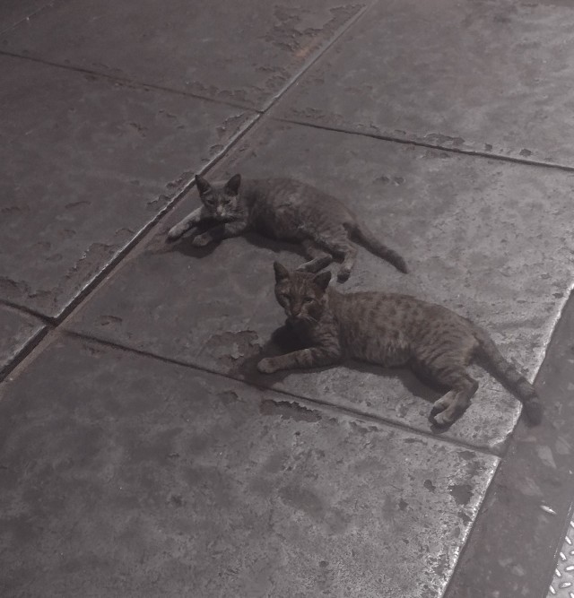 Коты пролетарии