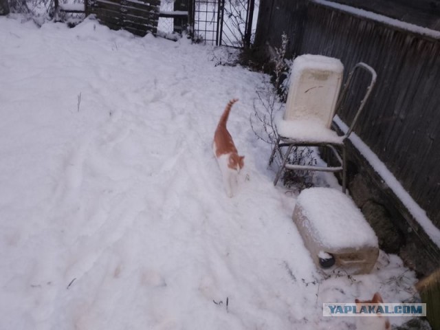 Жизнь домашнего приюта для котеек 474