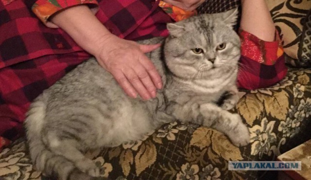Кот слушает сообщение по вотсапу от мамы