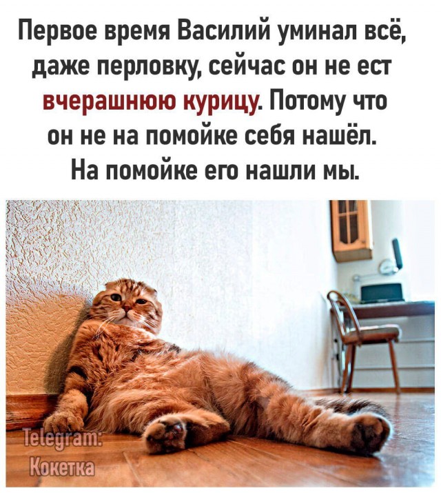 Котовторник в картинках