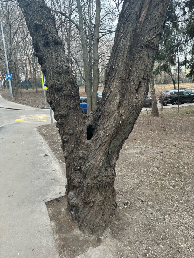 Фигуристая
