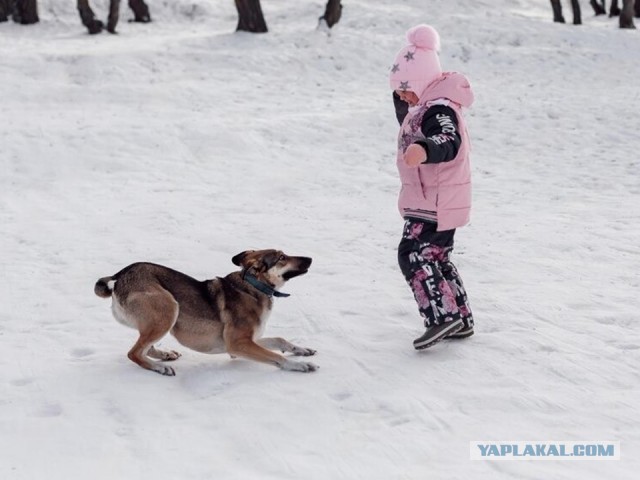 Штраф до 3000 руб за незарегистрированную собаку с 1 марта