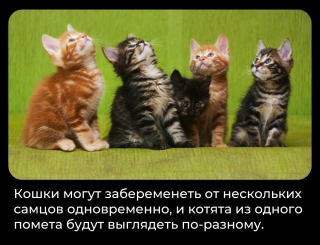 Всячина