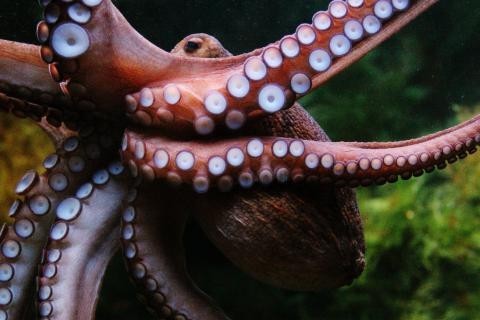 Прощай, человечество: природа уже выбрала себе нового правителя, и он живёт под водой