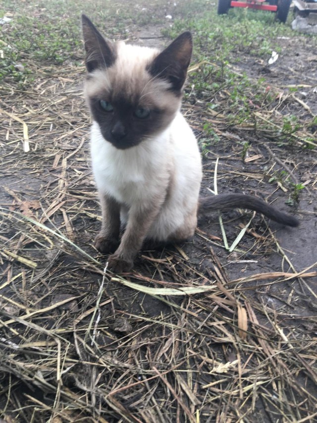 Кошаки