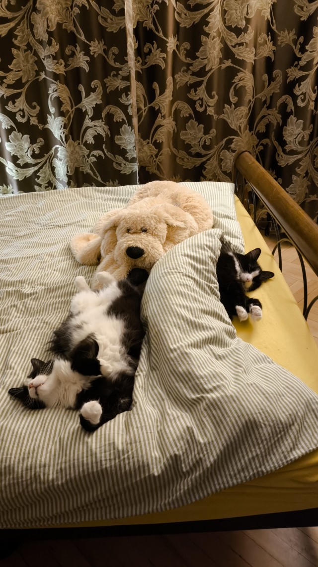 Котейка на укотовление
