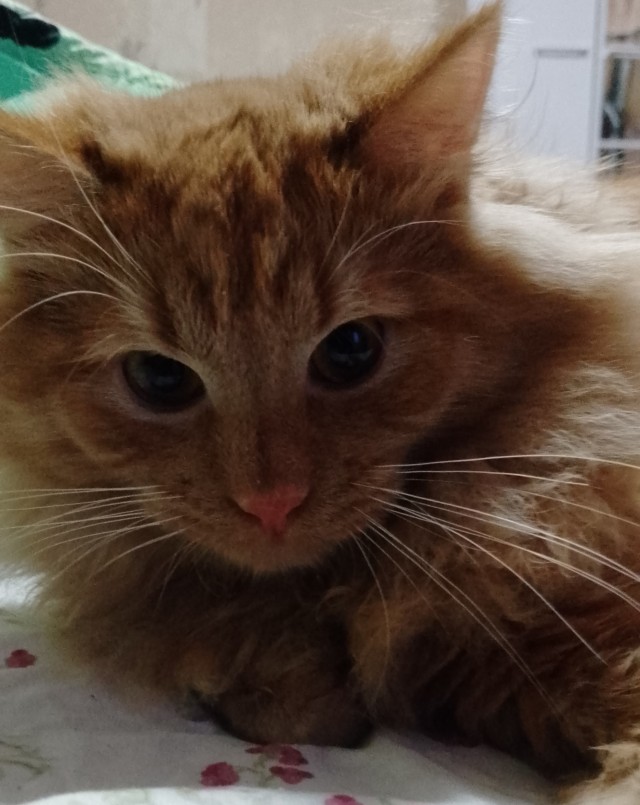 Последний котовторник в этом году братцы.