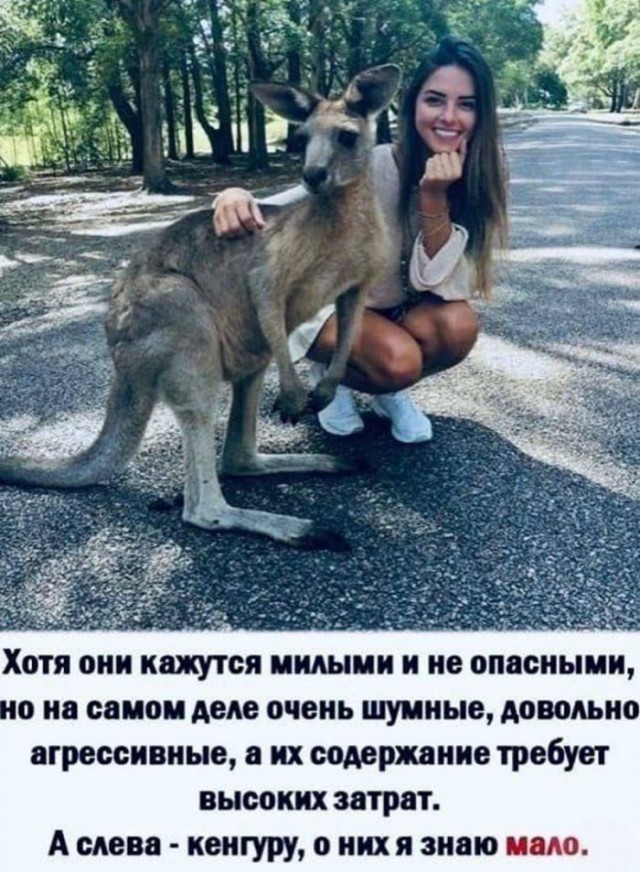 Картинки для деградации постновогодние (как салаты - разной степени свежести)