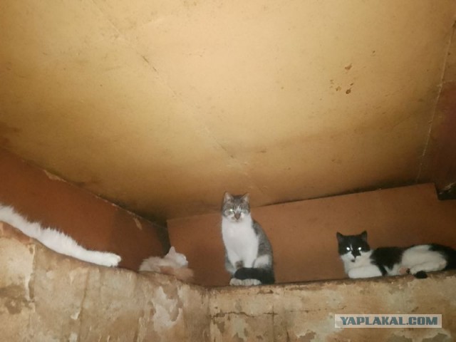 Жизнь домашнего приюта для котеек 571