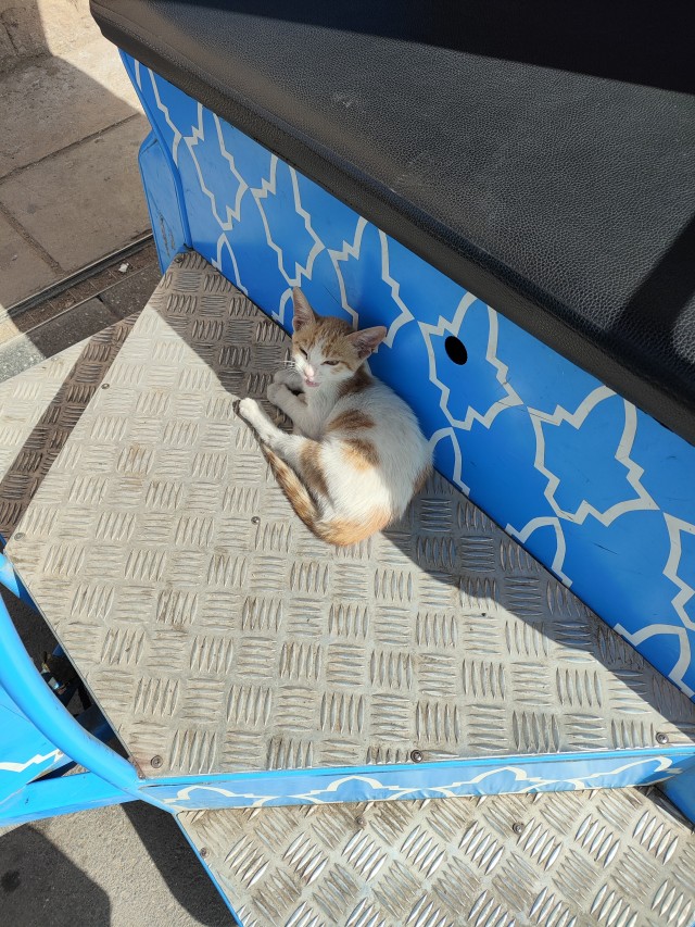 Уличные кошки Марокко