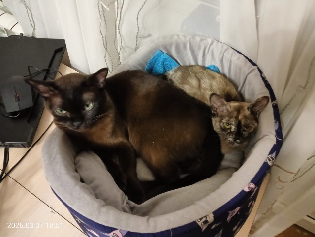 Котовторник.