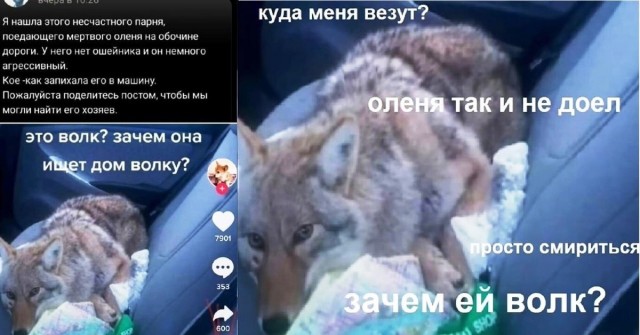 Волк, вцепившийся женщине в лицо, может поплатиться за это жизнью