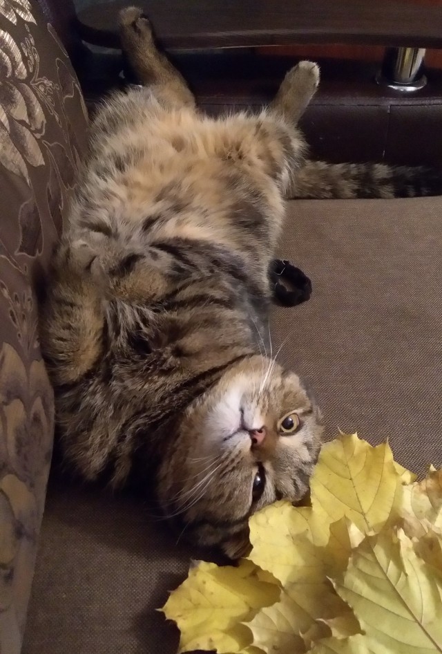 Принимайте в ряды вислоухих