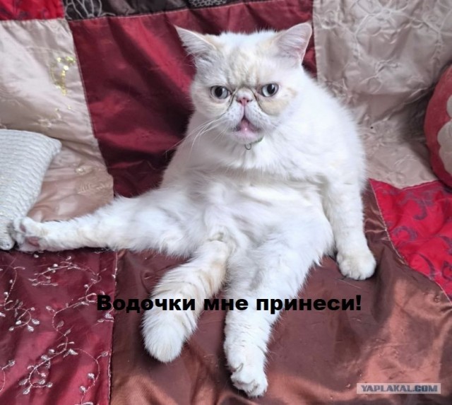 "То, что нам кажется надоедливым вторжением в личное пространство, для кошки — важнейший ритуал единения" ©