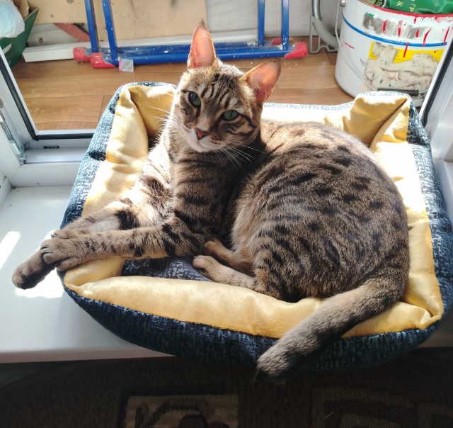 Котовторник. Моё зверьё