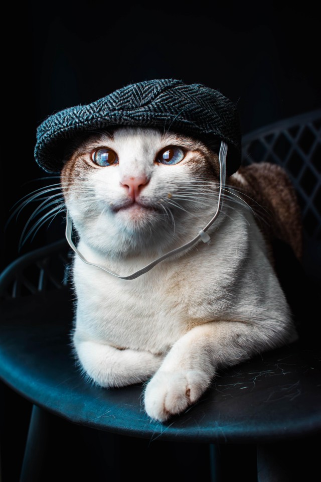 Острые козырьки (котовторник).