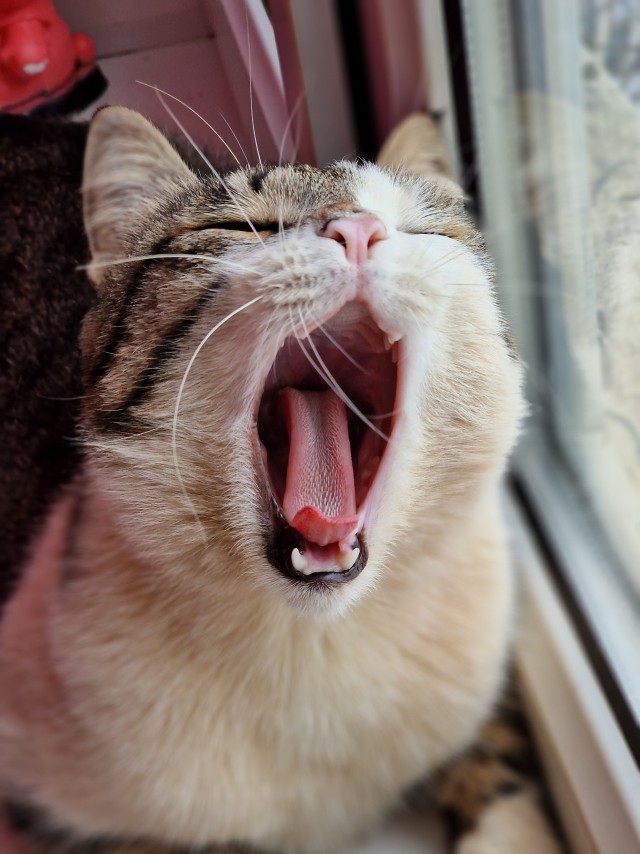 Кошкина зевота