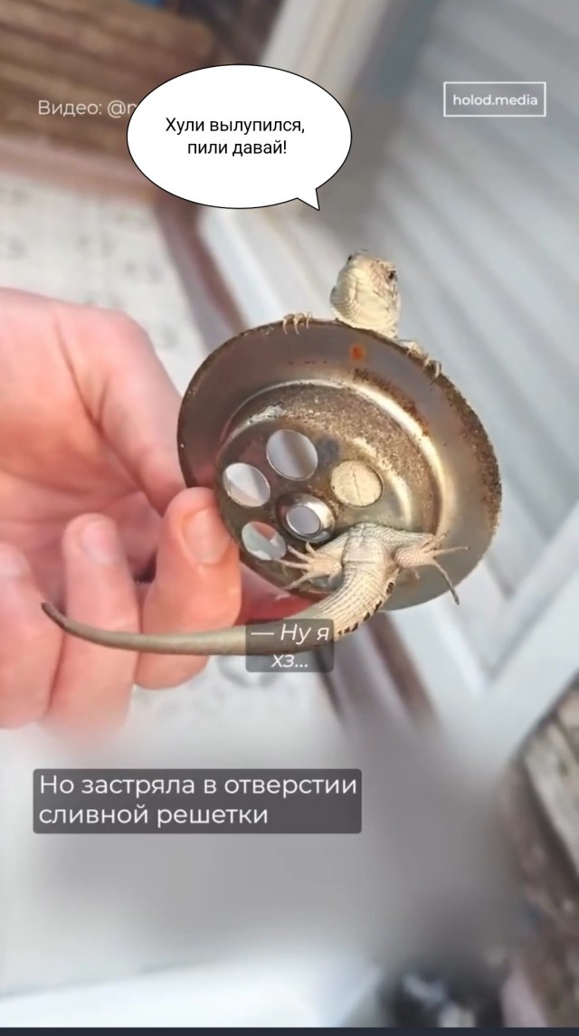 Спасение ящерицы