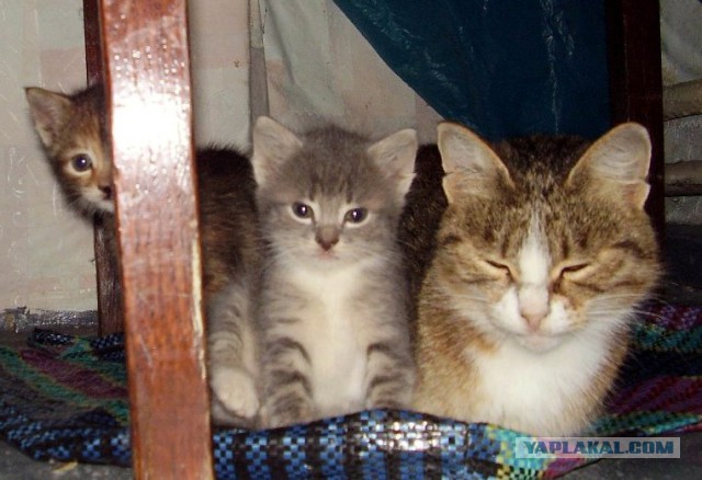 Котовторник 18.03.2014
