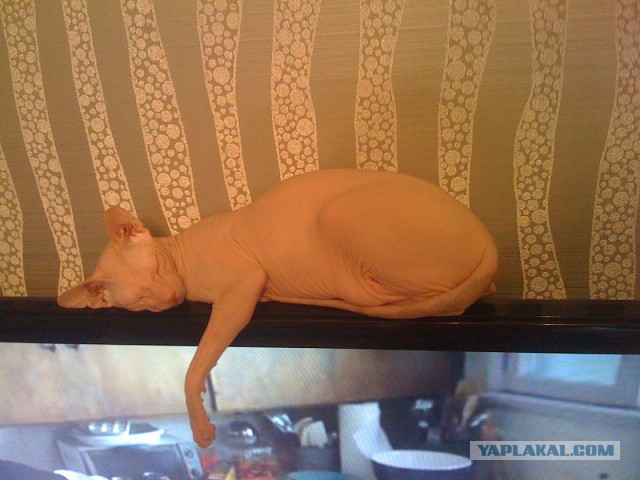 Котовторник 30.09.2014