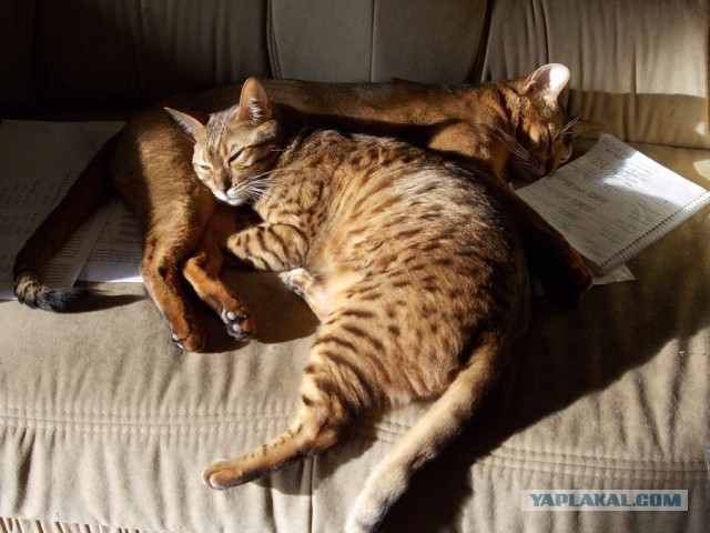 Котэ необычного окраса