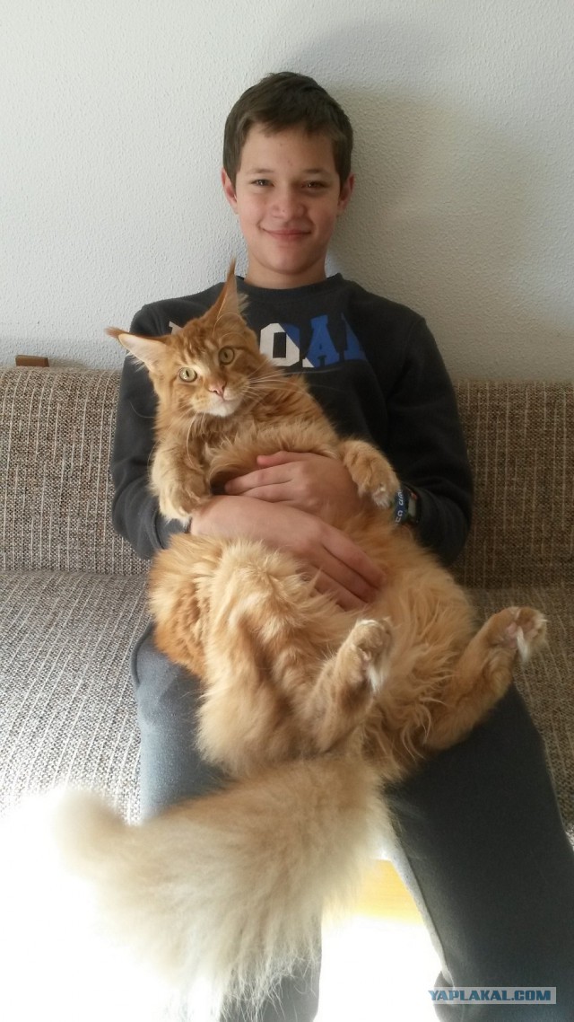 Котовторник