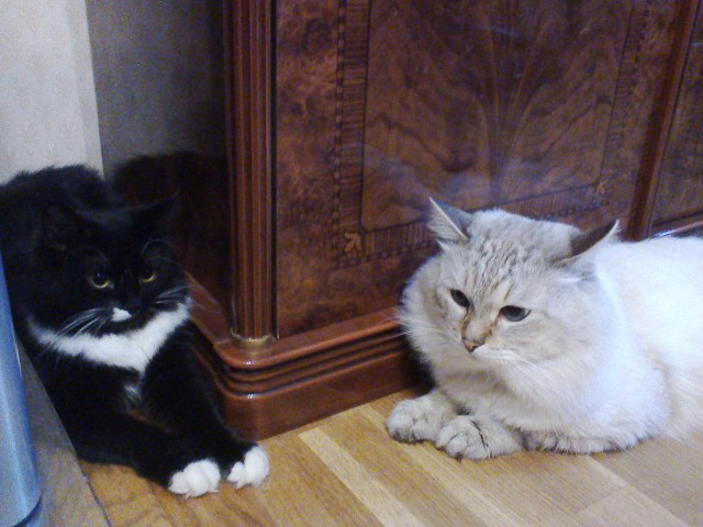 Котовторник 07 04 2015