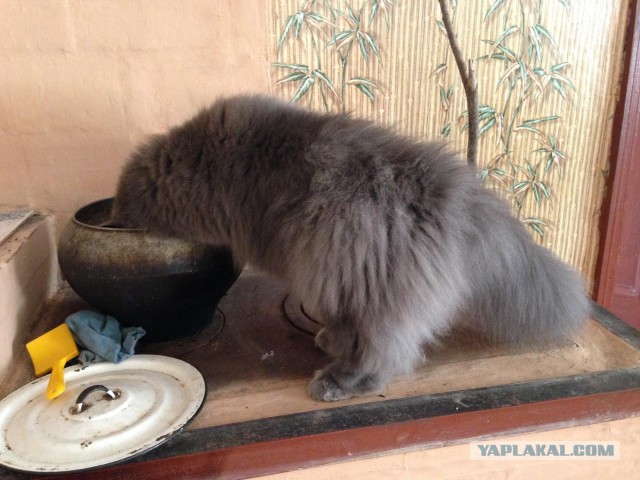 Котовторник 09.06.2015