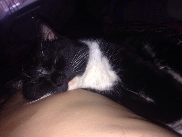 Котовторник 16.06.2015., Котовторник наступил!