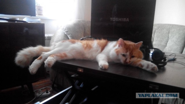 Котовторник 20.10.2015