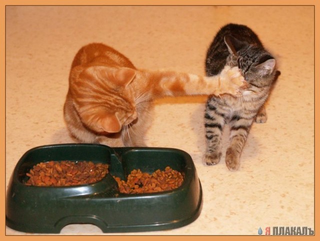 Кошачий корм. Чем кормить кота?