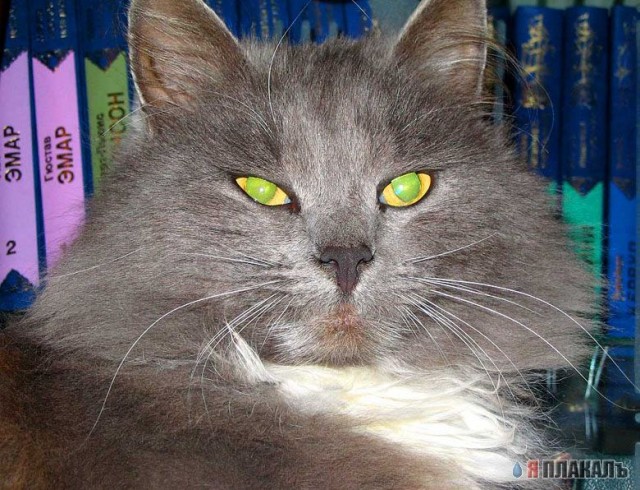 Коты, кошки, котята