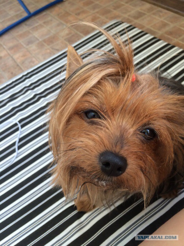 Как нашли собаку