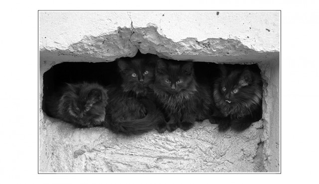 Коты, кошки, котята