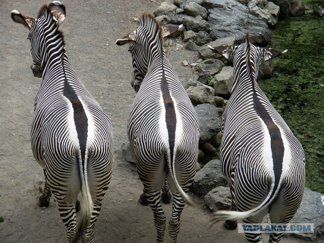 Всем нашим встречам,  увы, разлуки суждены...