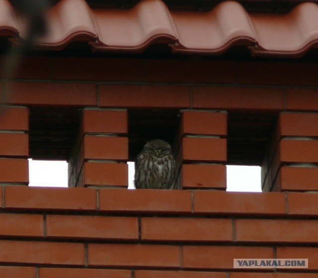 Каких птиц вы видите в городе?