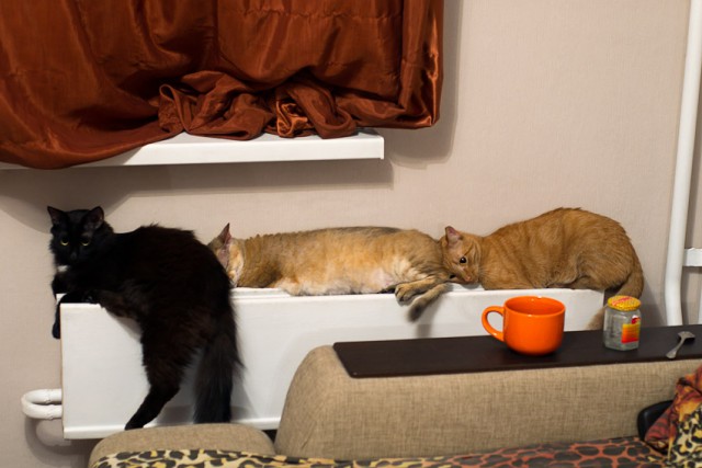 Коты из сети
