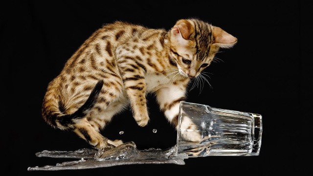 Коты и Кошки
