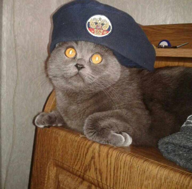 Коты и Кошки