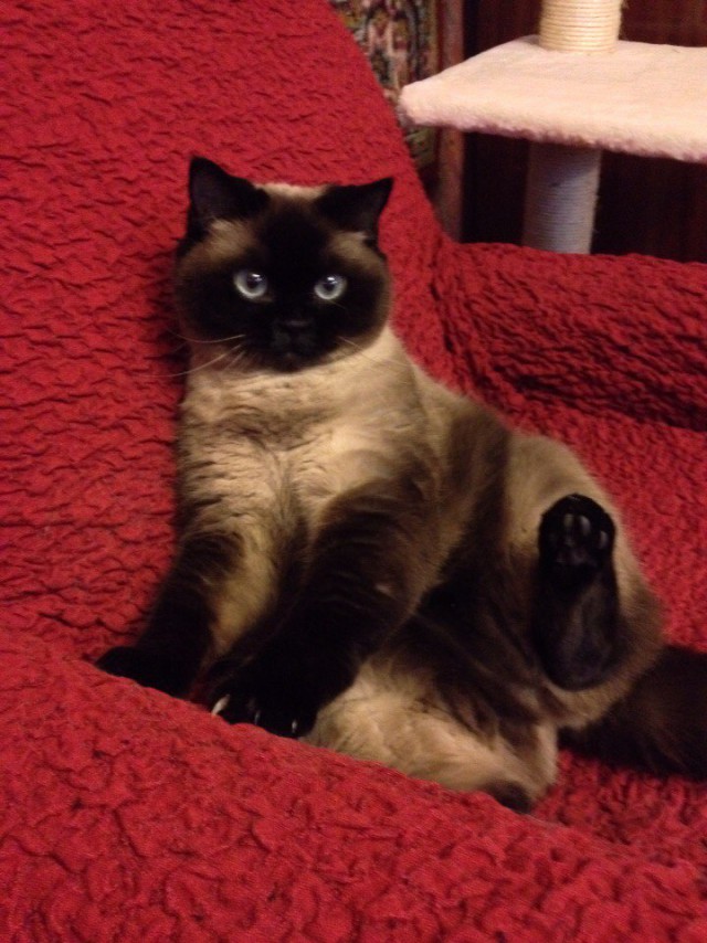 Коты и Кошки