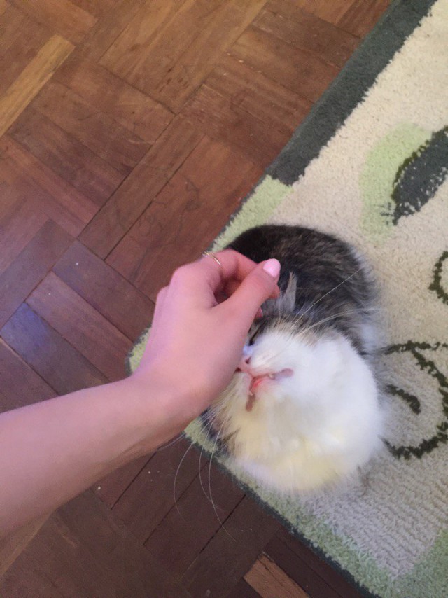 Коты и Кошки
