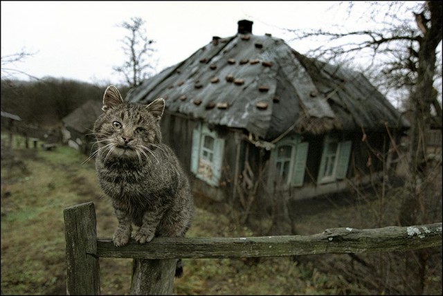 Коты и Кошки