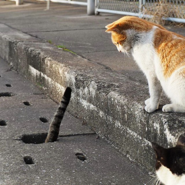 Коты и Кошки