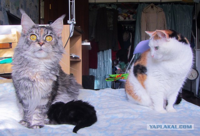 Котовторник 24.10.2017