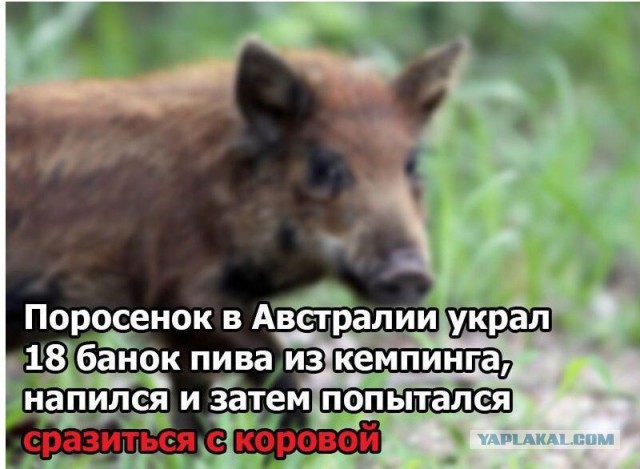 Приготовились?