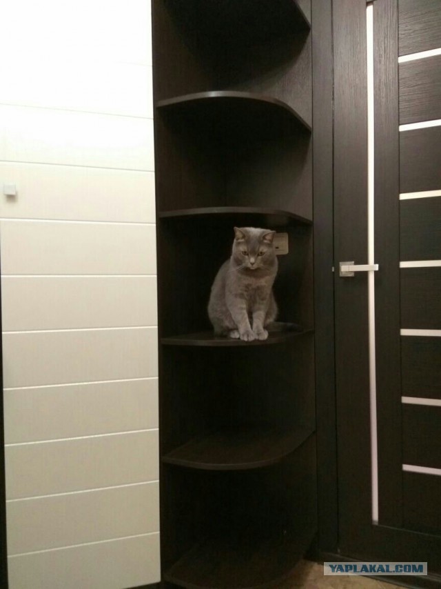 Котовторник  05.12.2017